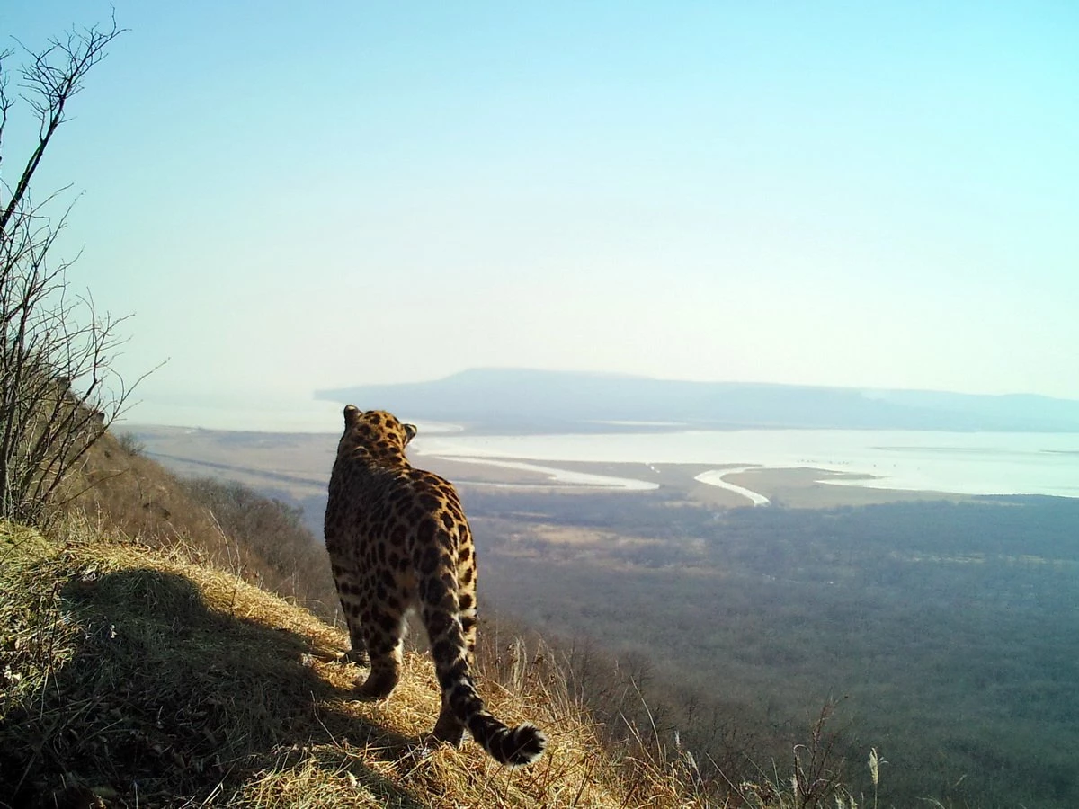 Земля леопарда во Владивостоке