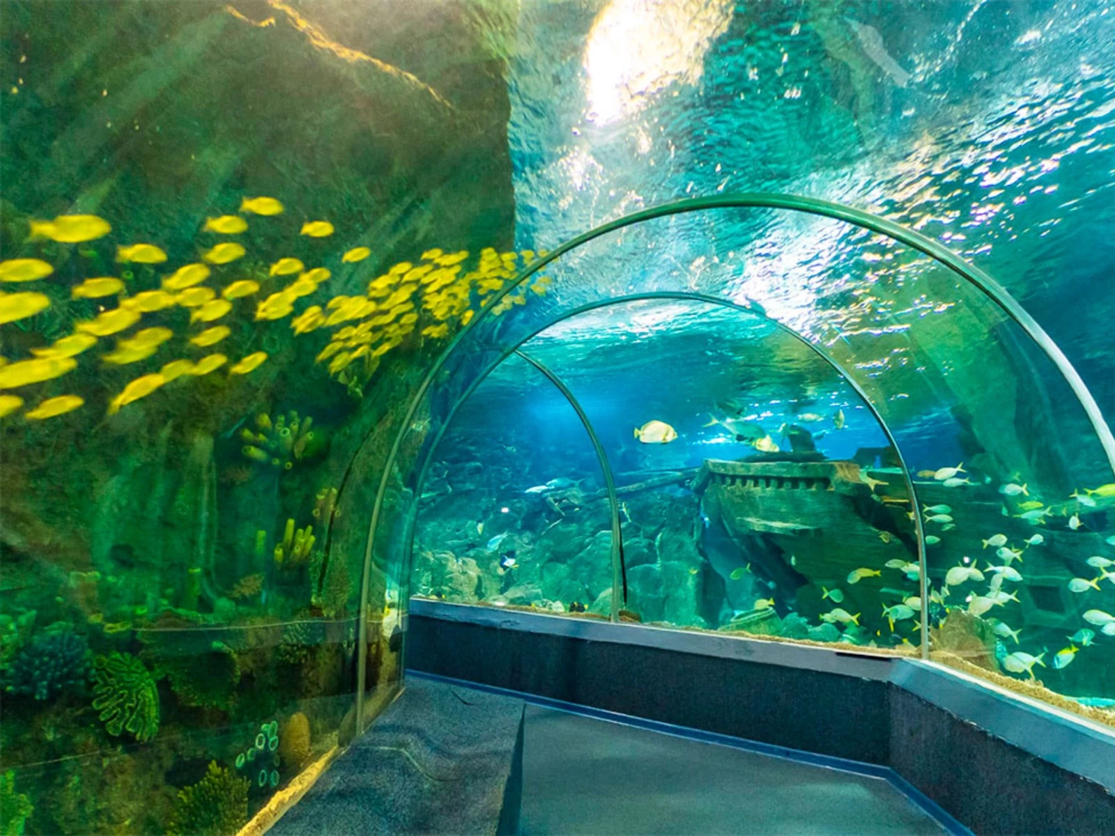 Sochi Discovery World Aquarium для туристов